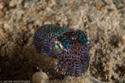 Bobtail squid digging in the sand by Jacob Mortensen 